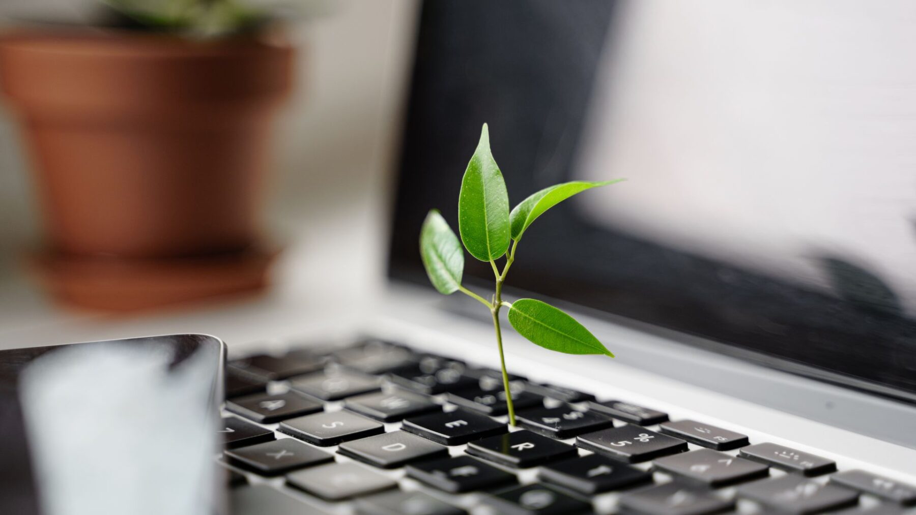foglie che nascono da un laptop per rappresentare economia sostenibile